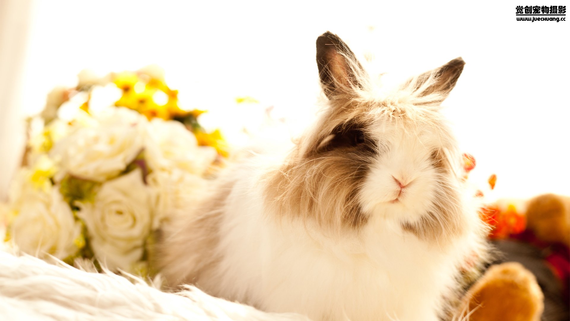 宠 觉创摄影 野生动物 兔子 可爱 卖萌图 觉创摄影高清手机壁纸免费