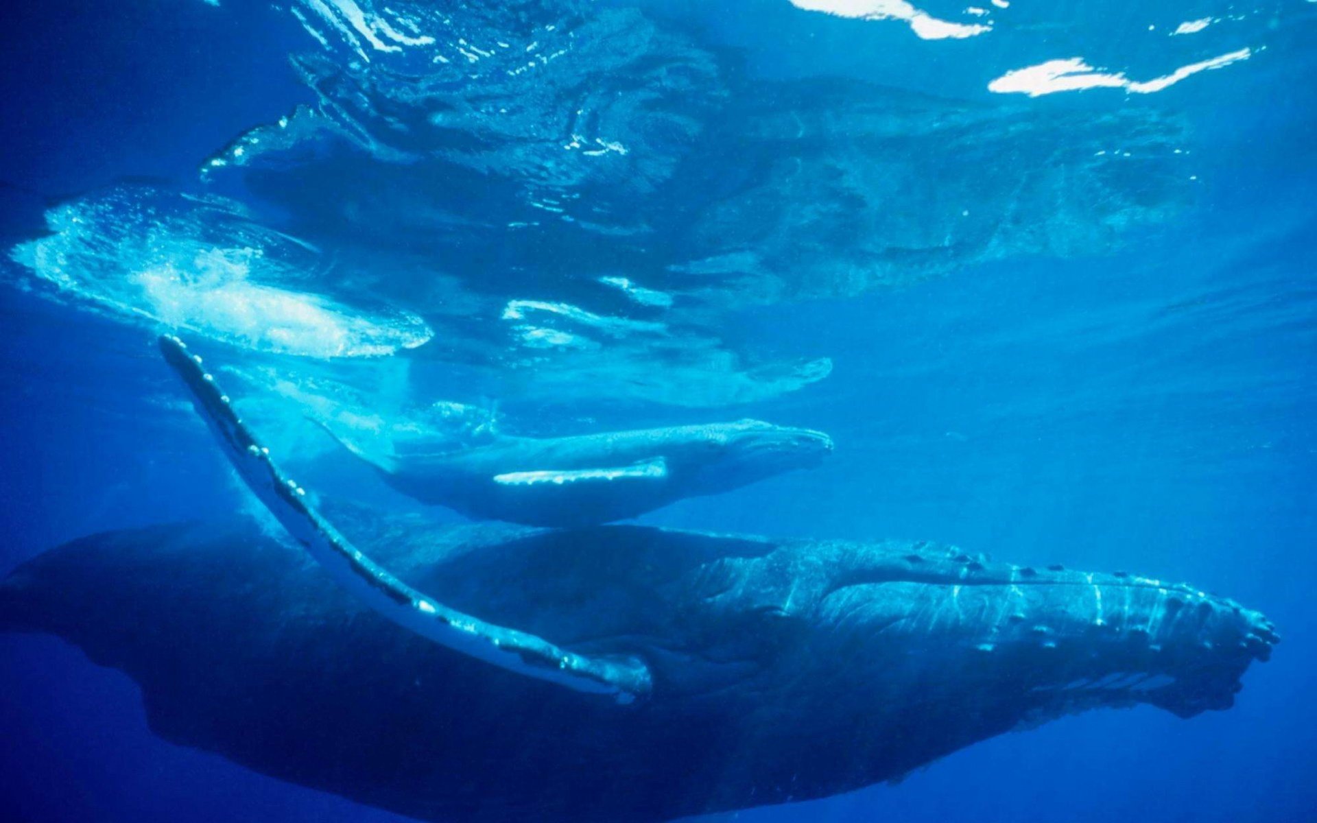 android安卓萌宠 鲸鱼 海底世界高清手机壁纸免费下载,安心市场-用